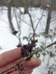 Acalitus calycophthirus