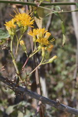 Sinclairia glabra