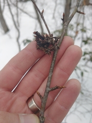 Acalitus calycophthirus