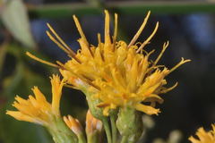 Sinclairia glabra