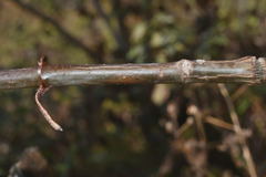 Sinclairia glabra