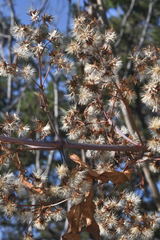 Sinclairia glabra