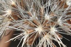 Sinclairia glabra