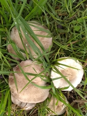 Agaricus xanthodermus