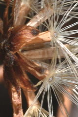 Sinclairia glabra