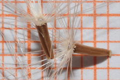 Sinclairia glabra