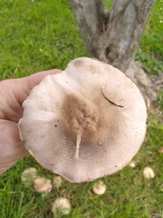 Agaricus xanthodermus