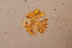 Sinclairia glabra