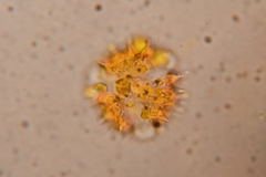 Sinclairia glabra