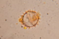 Sinclairia glabra
