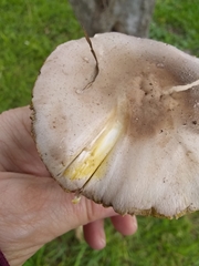 Agaricus xanthodermus