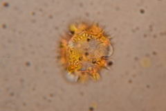 Sinclairia glabra