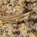 Spotted Wing Grasshopper - Photo (c) Mathew L. Brust, some rights reserved (CC BY-NC), uploaded by Mathew L. Brust