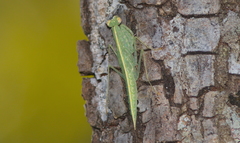 Tropidomantis tenera