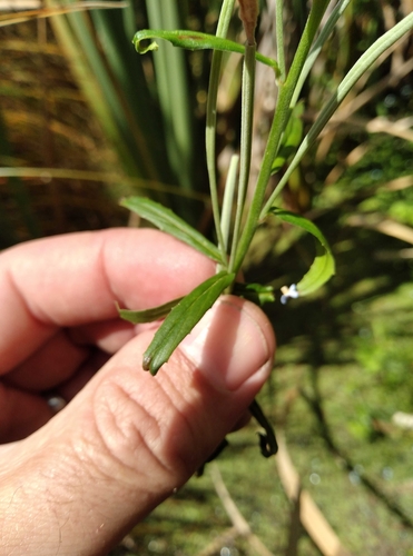 Image of Epilobium pallidiflorum by (c) Joe Potter Butler, some rights reserved (CC BY)