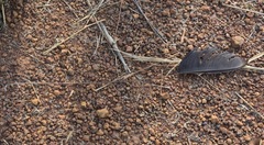 Caprimulgus longipennis