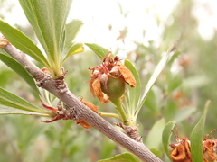 Peraphyllum ramosissimum