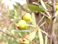 Peraphyllum ramosissimum