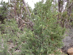 Peraphyllum ramosissimum