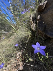 Wahlenbergia multicaulis