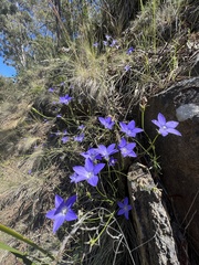 Wahlenbergia multicaulis