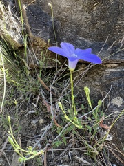 Wahlenbergia multicaulis