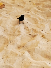 Quiscalus lugubris