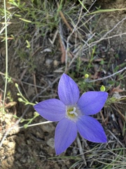 Wahlenbergia multicaulis