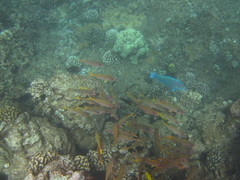 Chlorurus perspicillatus