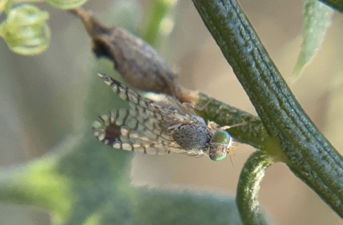 iNaturalist observation photo of Euarestoides acutangulus