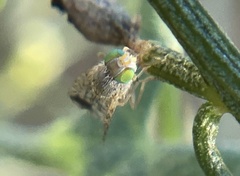 Euarestoides acutangulus