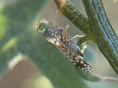 Euarestoides acutangulus