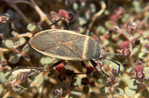 iNaturalist observation photo of California Bordered Plant Bug