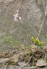 Allium kunthianum