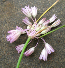 Allium kunthianum