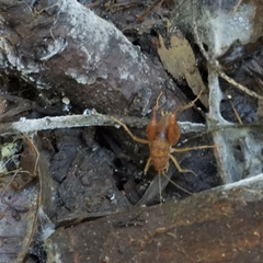 Pristoceuthophilus pacificus