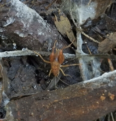 Pristoceuthophilus pacificus