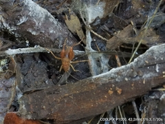 Pristoceuthophilus pacificus