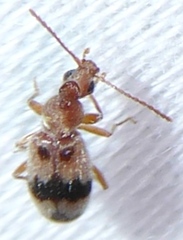 Notoxus calcaratus