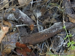 Pristoceuthophilus pacificus