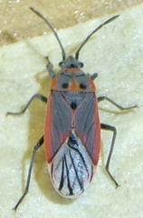 Melacoryphus nigrinervis