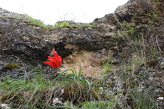 Tulipa ingens
