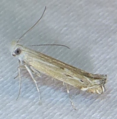 Isophrictis magnella