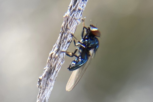 iNaturalist observation photo of Lance Flies