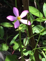 Sabatia stellaris