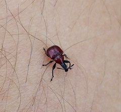Homoeolabus analis