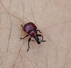 Homoeolabus analis