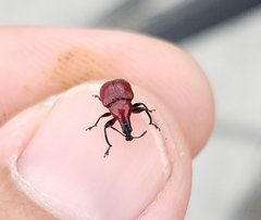 Homoeolabus analis
