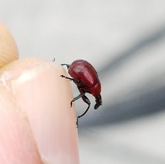 Homoeolabus analis