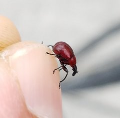 Homoeolabus analis